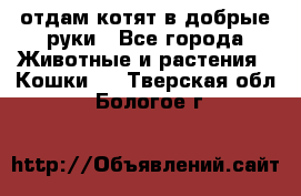 отдам котят в добрые руки - Все города Животные и растения » Кошки   . Тверская обл.,Бологое г.